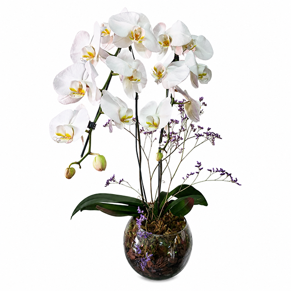 Orqu�dea Branca Encanto de Paz