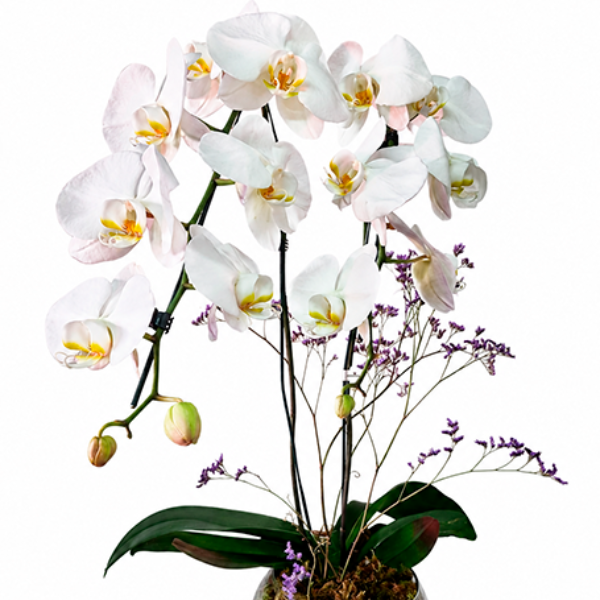 Orqu�dea Branca Encanto de Paz