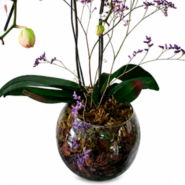 Orqu�dea Branca Encanto de Paz