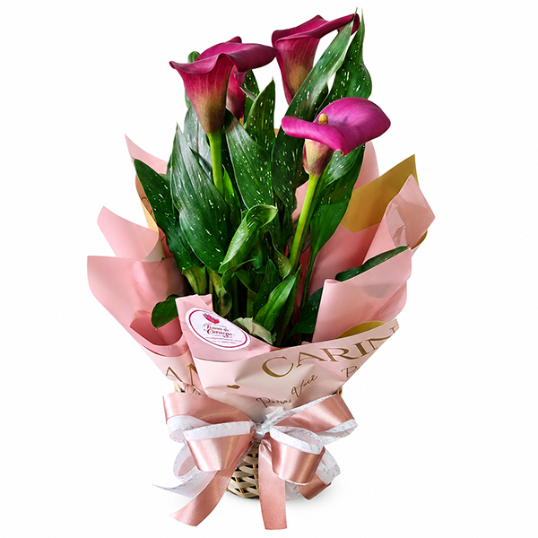Callas Encanto Ros�