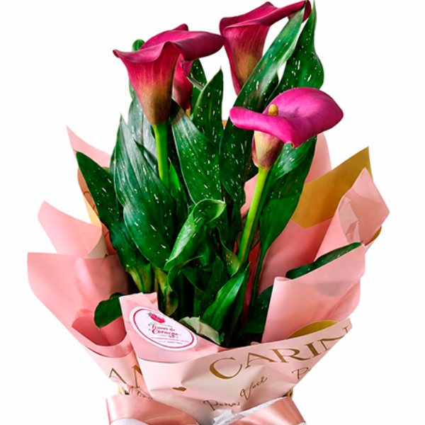 Callas Encanto Ros�