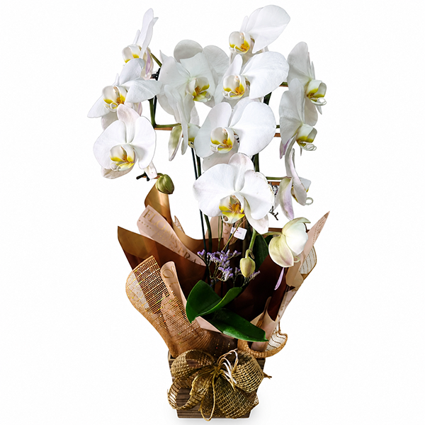 Orqu�dea Branca Eleg�ncia Natural
