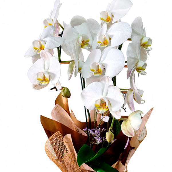 Orqu�dea Branca Eleg�ncia Natural