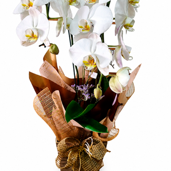 Orqu�dea Branca Eleg�ncia Natural