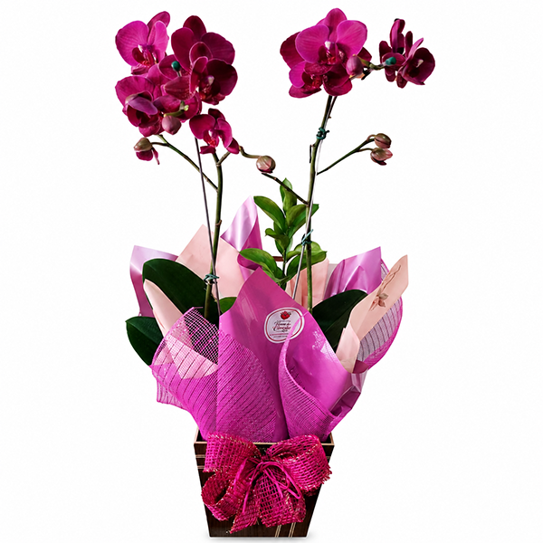 Orqu�dea Pink Encanto Tropical