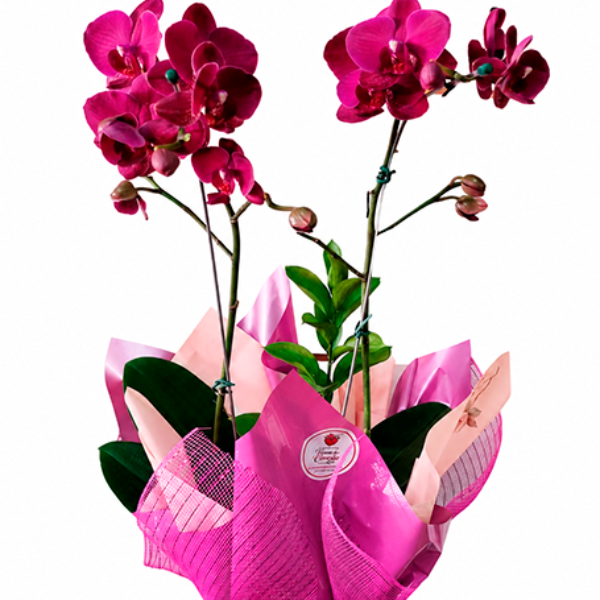 Orqu�dea Pink Encanto Tropical