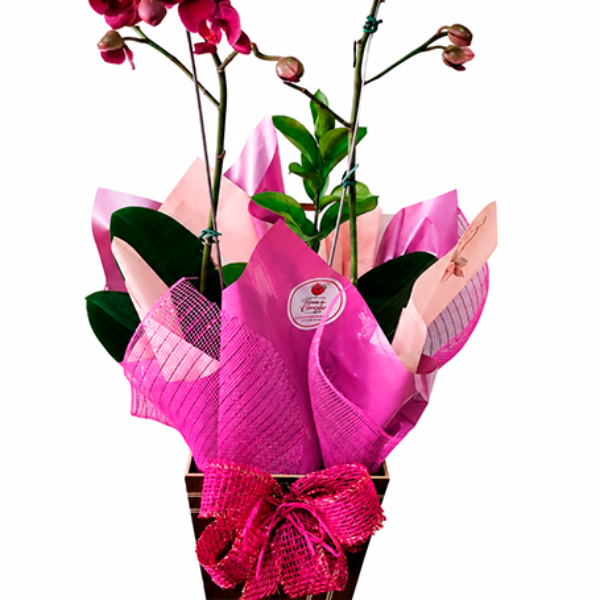 Orqu�dea Pink Encanto Tropical