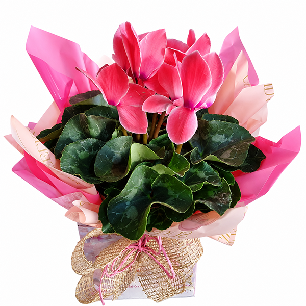 Ciclame Rosa Encanto Delicado