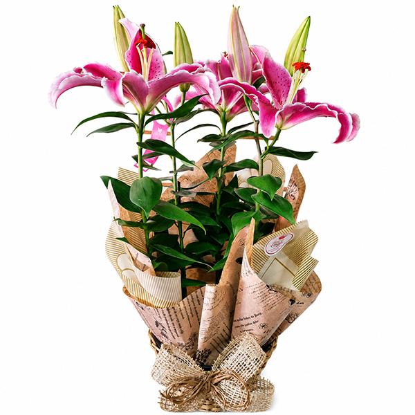 L�rios Rosados Jardim de Encanto